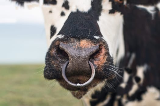 Spotted cow with a pierced nose in Normandy, France