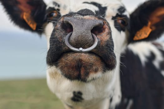 Spotted cow with a pierced nose in Normandy, France