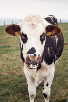 Spotted cow with a pierced nose in Normandy, France