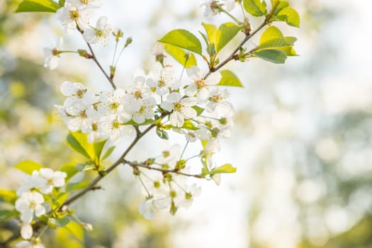 Blooming pear, white pear flowers. Blooming tree branches.