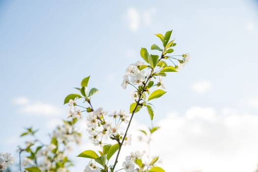 Blooming pear, white pear flowers. Blooming tree branches.
