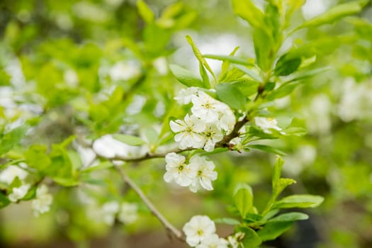 Blooming pear, white pear flowers. Blooming tree branches.