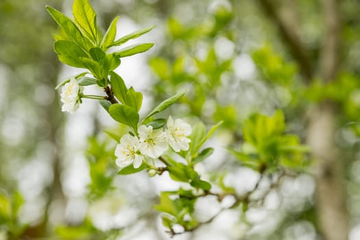 Blooming pear, white pear flowers. Blooming tree branches.