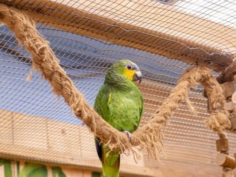 Close up shot of the orange winged amazon parrot
