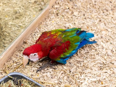 Close up shot of the red and green macaw