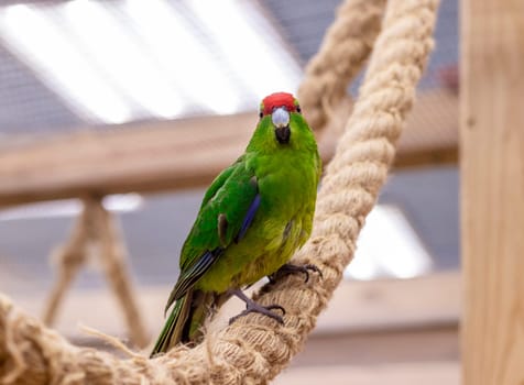 Close up shot of the red crowned parakeet or kakariki
