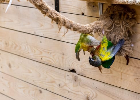 Close up shot of the green cheeked parakeets