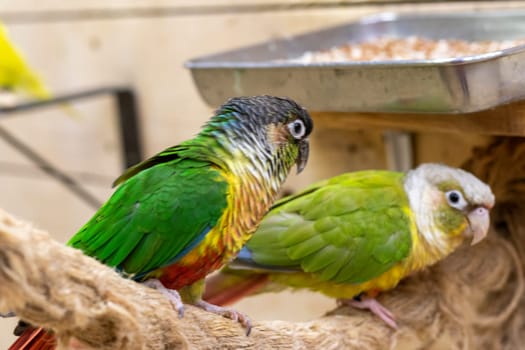 Close up shot of the green cheeked parakeets