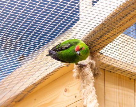 Close up shot of the red crowned parakeet or kakariki
