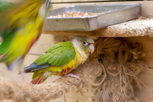 Close up shot of the green cheeked parakeets