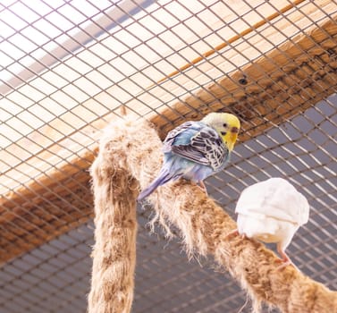 Close up shot of the budgerigars