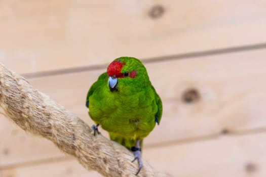 Close up shot of the red crowned parakeet or kakariki