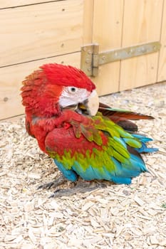 Close up shot of the red and green macaw