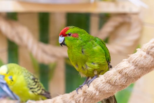 Close up shot of the red crowned parakeet or kakariki