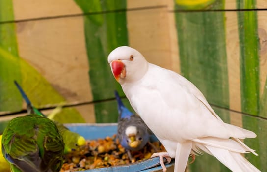 Close up shot of the rare albino Alexandrine parrot