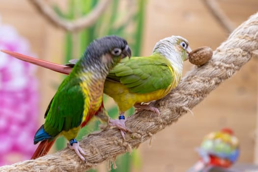 Close up shot of the green cheeked parakeets