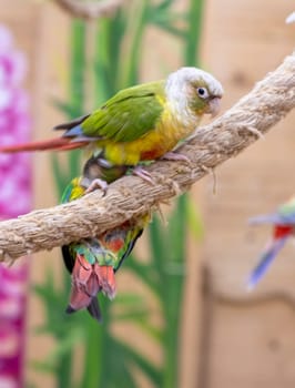 Close up shot of the green cheeked parakeets