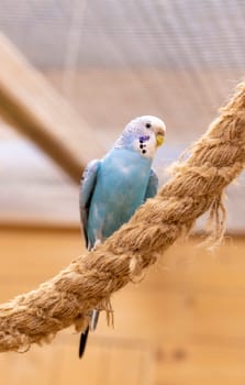 Close up shot of the budgerigar