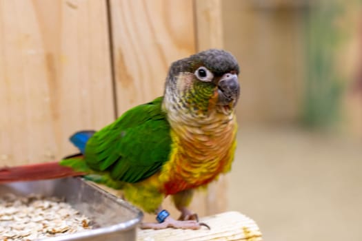 Close up shot of the green cheeked parakeet