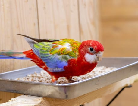 Close up shot of the eastern rosella.
