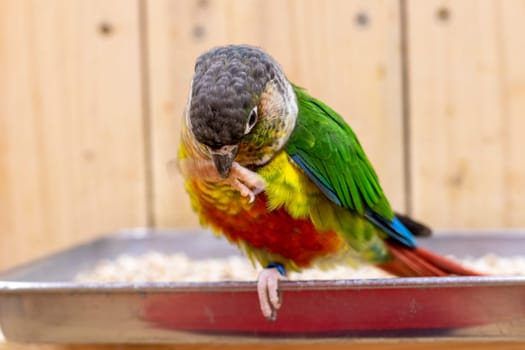 Close up shot of the green cheeked parakeet
