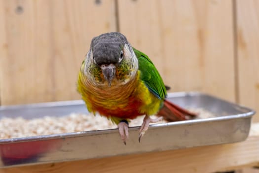 Close up shot of the green cheeked parakeet