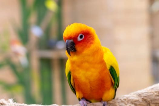 Close up shot of the Sun conure