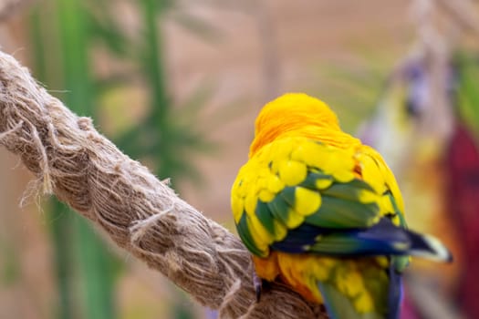 Close up shot of the Sun conure
