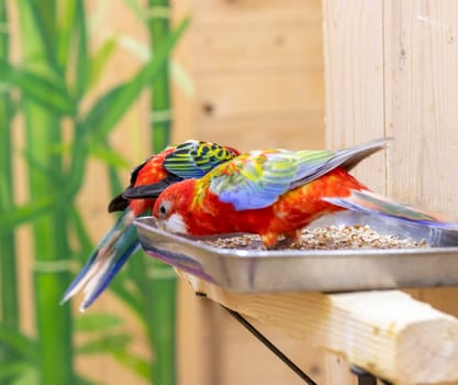 Close up shot of the eastern rosella.
