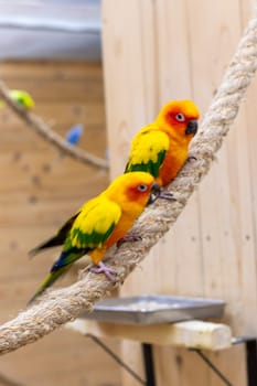 Close up shot of the Sun conures.