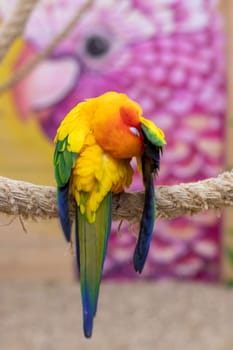 Close up shot of the Sun conure.