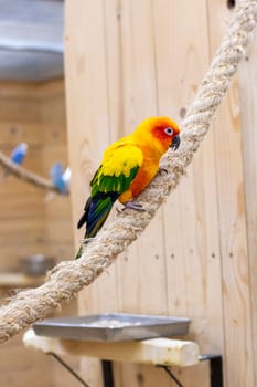 Close up shot of the Sun conure.