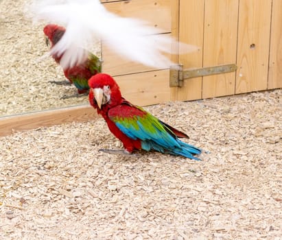 Close up shot of the red and green macaw