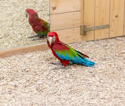Close up shot of the red and green macaw