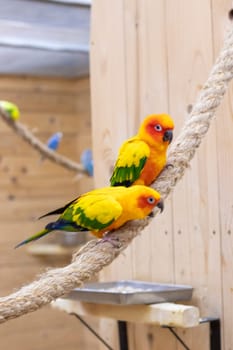 Close up shot of the Sun conures.