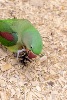 Close up shot of the Alexandrine parrot