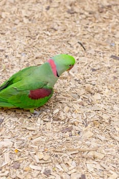 Close up shot of the Alexandrine parrot