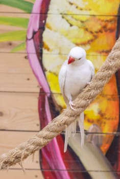 Close up shot of the rare albino Alexandrine parrot.