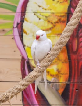 Close up shot of the rare albino Alexandrine parrot.