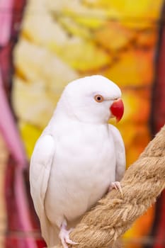 Close up shot of the rare albino Alexandrine parrot.