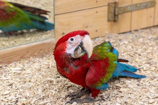 Close up shot of the red and green macaw