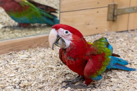 Close up shot of the red and green macaw