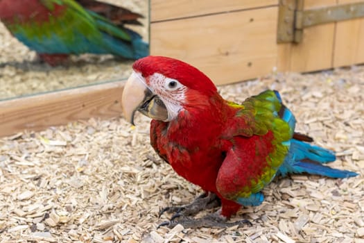 Close up shot of the red and green macaw