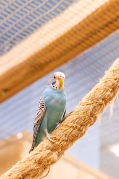 Close up shot of the budgerigar
