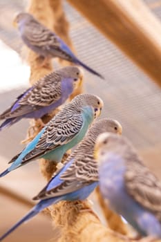 Close up shot of the budgerigars
