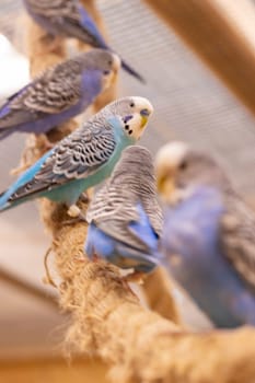 Close up shot of the budgerigars