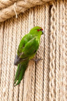 Close up shot of the red crowned parakeet or kakariki