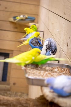 Close up shot of the budgerigars.