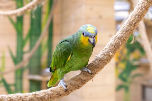 Close up shot of the orange winged amazon parrot