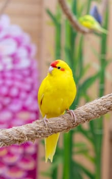Close up shot of the red crowned parakeet or kakariki